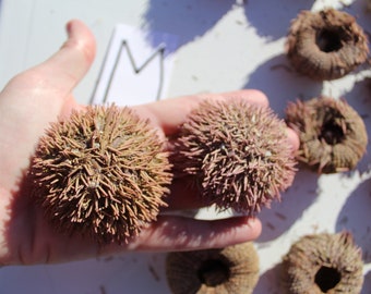 25 Cayo Costa Sea Urchins, Florida Sea Urchin, Purple Sea Urchins, Beach Urchins, Urchin spines