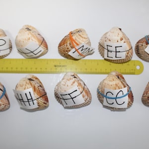 Small - Medium Heart Cockle, Hinged Heart Pair, Cockle Heart Pairs, Heart Cockle, Matched Cockle Shell, Sea Shells, Whole Cockle