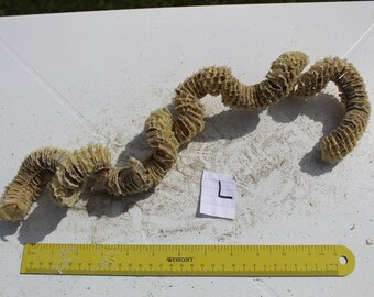 Whelk Egg Case, Spiral Egg Case,  Sea Shell Case, Sanibel, Egg Casing