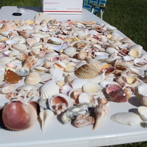 May include: A collection of various seashells, including conch shells, clamshells, and other marine specimens, are arranged on a white surface. The shells display a range of colors, from white and cream to pink and brown, and are of varying sizes.