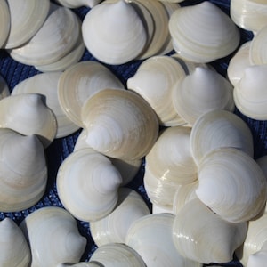 Dosinia Clam Shell, White Shells, Florida Gulf Coast, White, Textured Seashells, Beach Decor, Wedding image 2