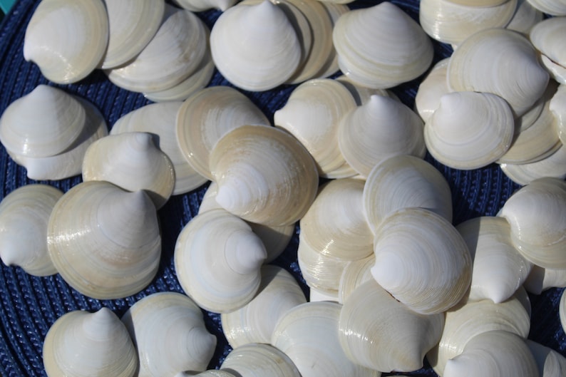 Dosinia Clam Shell, White Shells, Florida Gulf Coast, White, Textured Seashells, Beach Decor, Wedding image 2