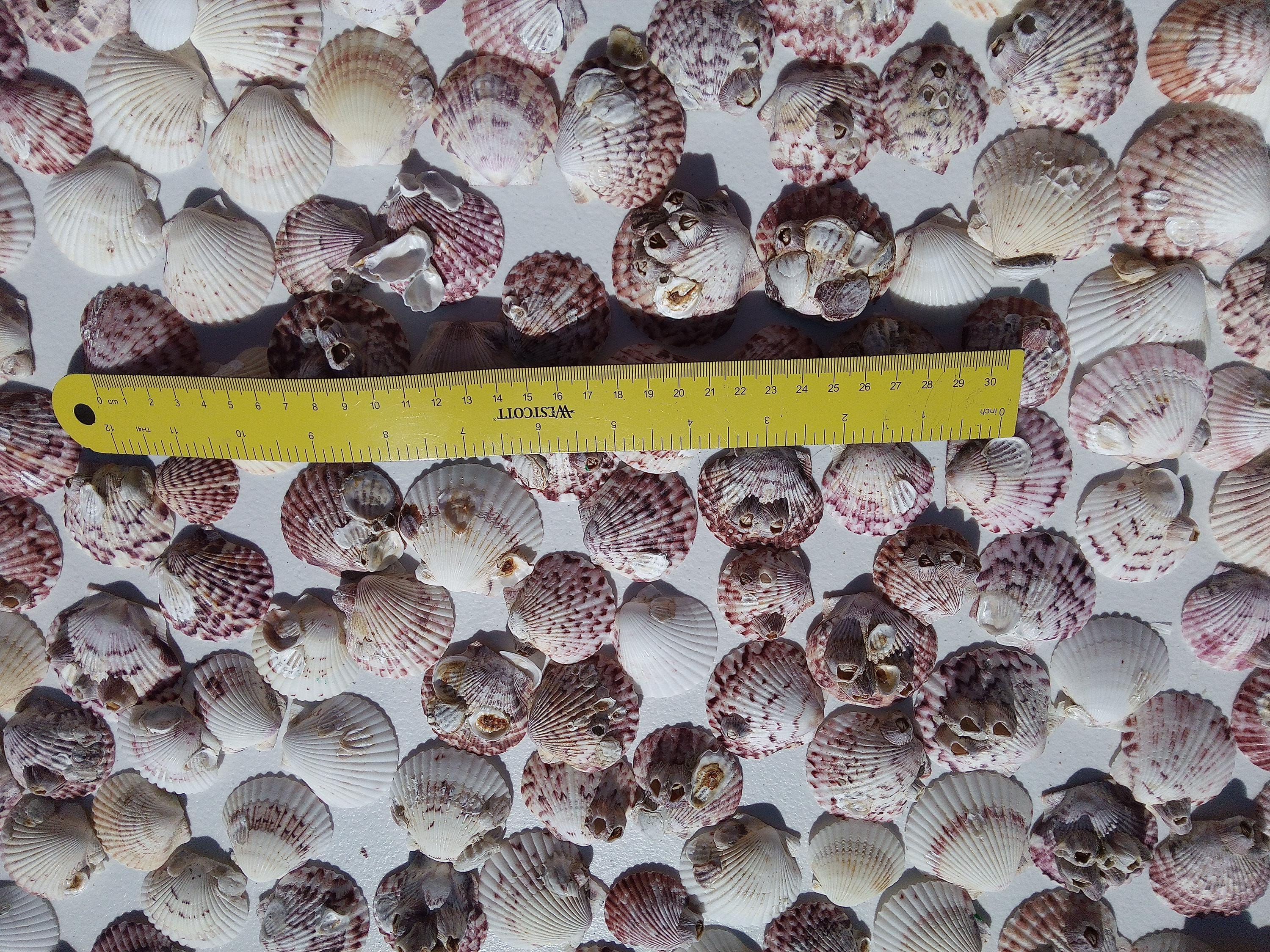 Barnacle Calico Scallop Shells Coastal Home Decor DIY Beach Shell Craft ...