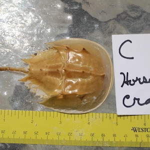 Horseshoe Crab Carapace, Horseshoe Crab, Molt of Horseshoe crab, Bunche Beach