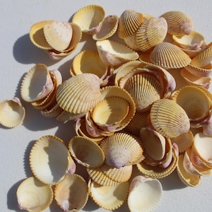 25 conchiglie di vongole gialle spinose, vere conchiglie della Florida per lavoretti, conchiglie dell'isola di Sanibel, decorazioni costiere, matrimoni in spiaggia