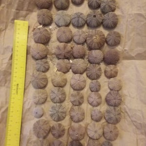 50 Seeigel, Muscheln der Golfküste