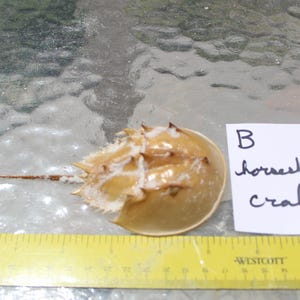 Horseshoe Crab Carapace, Horseshoe Crab, Molt of Horseshoe crab, Bunche Beach