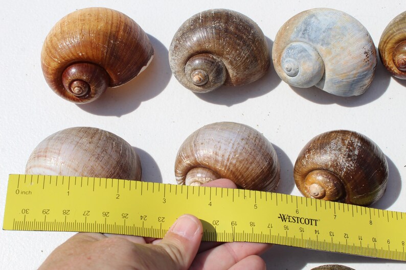 Shell Ruler Medium Apple Snail Shells, 20 Piece Set, Nautical Coastal Decor - Etsy