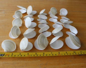 Dosinia Clam Shell, White Shells, Florida Gulf Coast, White, Textured Seashells, Beach Decor, Wedding