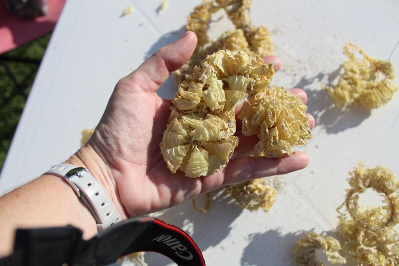 Whelk Egg Case, Spiral Egg Case, Sea Shell Case, Keewaydin, Egg Casing