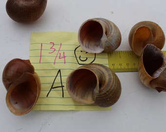 Medium Apple Shells, Florida Sea Shells, 1 3/4 inches wide, Hermit Crab Shells, Tan Brown Shells