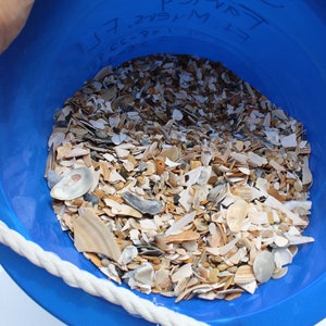 Natural Crushed Shells, 1 lb Broken Shells, Shell Pieces, Vase Filler, Virginia Beach Crushed Shells-Craft Shells-Fragment Shells for Resin image 2