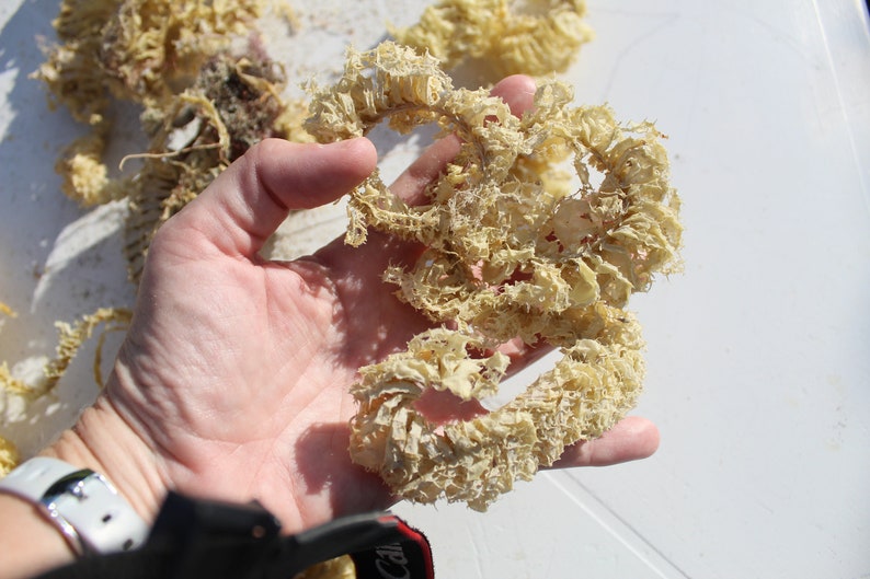 Whelk Egg Case, Spiral Egg Case, Sea Shell Case, Keewaydin, Egg Casing