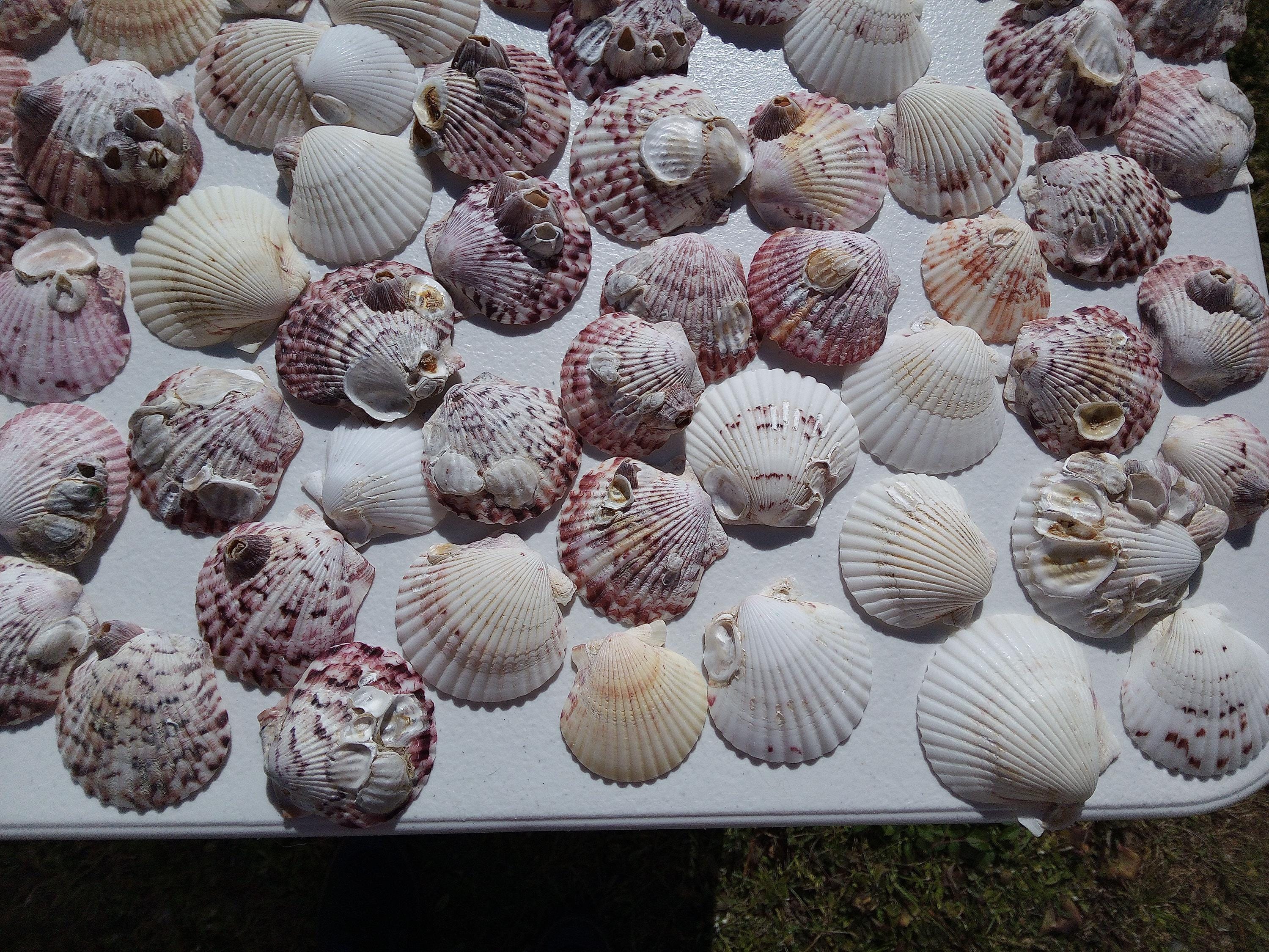 Barnacle Calico Scallop Shells Coastal Home Decor DIY Beach Shell Craft ...