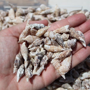 May include: A handful of small, cone-shaped seashells in shades of beige, brown, and white. The shells are held in an open hand, with a clear plastic container visible in the background. The shells have a textured surface.
