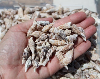 20 Cerith Sea Shells, Pointed Shells, Sanibel Shells, White and Brown, Gulf Coast Shells