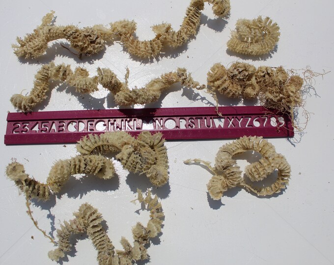 Whelk Egg Case Spiral Egg Case Sea Shell Case Keewaydin Etsy