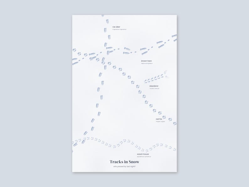 May include: A white poster titled Tracks in Snow, who passed by last night? It features light blue illustrations of animal footprints labeled roe deer, brown hare, blackbird, red fox, and wood mouse, showing their distinct walking patterns.