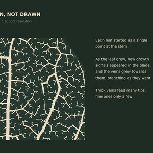 May include: A dark green graphic print titled GROWN, NOT DRAWN, featuring a detailed cream-colored leaf vein pattern. Text explains the growth process: Each leaf started as a single point at the stem. As the leaf grew, new growth signals appeared in the blade, and the veins grew towards them, branching as they went. Thick veins feed many tips, fine ones only a few.