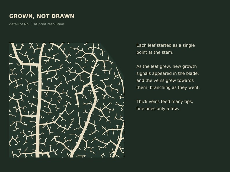 May include: A dark green graphic print titled GROWN, NOT DRAWN, featuring a detailed cream-colored leaf vein pattern. Text explains the growth process: Each leaf started as a single point at the stem. As the leaf grew, new growth signals appeared in the blade, and the veins grew towards them, branching as they went. Thick veins feed many tips, fine ones only a few.