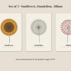 Op de afbeelding: Een set van drie botanische prints met een gele zonnebloem, een witte paardenbloem en een roze allium. Elke print bevat de plantnaam en tekst over de gulden snede. De tekst bovenaan luidt Set of 3 Sunflower, Dandelion, Allium.