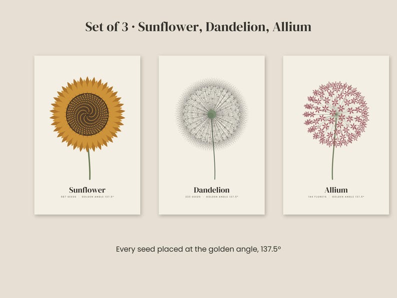 Op de afbeelding: Een set van drie botanische prints met een gele zonnebloem, een witte paardenbloem en een roze allium. Elke print bevat de plantnaam en tekst over de gulden snede. De tekst bovenaan luidt Set of 3 Sunflower, Dandelion, Allium.