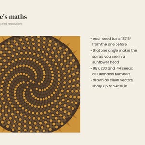 Op de afbeelding: Een grafische print getiteld Nature's maths met een zonnebloemzaadpatroon in bruin en goud. Tekst legt de draai van 137,5 graden uit, de Fibonacci-getallen 987, 233 en 144, en vector-kwaliteit scherp tot 61x91 cm.