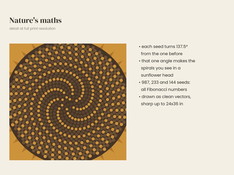 Op de afbeelding: Een grafische print getiteld Nature's maths met een zonnebloemzaadpatroon in bruin en goud. Tekst legt de draai van 137,5 graden uit, de Fibonacci-getallen 987, 233 en 144, en vector-kwaliteit scherp tot 61x91 cm.