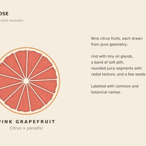 May include: A graphic illustration of a sliced pink grapefruit featuring a rind with tiny oil glands, a band of soft pith, and rounded juice segments with radial texture. The text reads UP CLOSE, detail at full print resolution, PINK GRAPEFRUIT, Citrus x paradisi, and Nine citrus fruits, each drawn from pure geometry: rind with tiny oil glands, a band of soft pith, rounded juice segments with radial texture, and a few seeds. Labelled with common and botanical names.