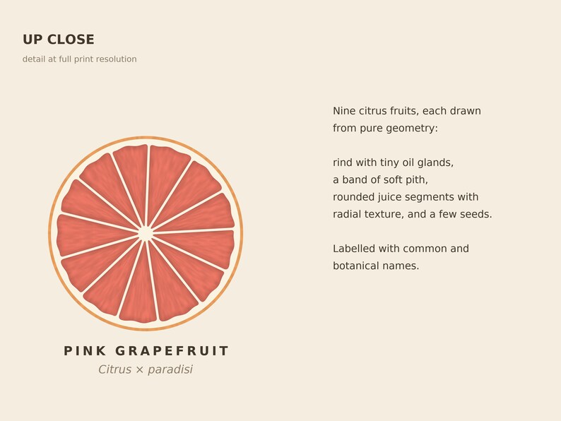 May include: A graphic illustration of a sliced pink grapefruit featuring a rind with tiny oil glands, a band of soft pith, and rounded juice segments with radial texture. The text reads UP CLOSE, detail at full print resolution, PINK GRAPEFRUIT, Citrus x paradisi, and Nine citrus fruits, each drawn from pure geometry: rind with tiny oil glands, a band of soft pith, rounded juice segments with radial texture, and a few seeds. Labelled with common and botanical names.