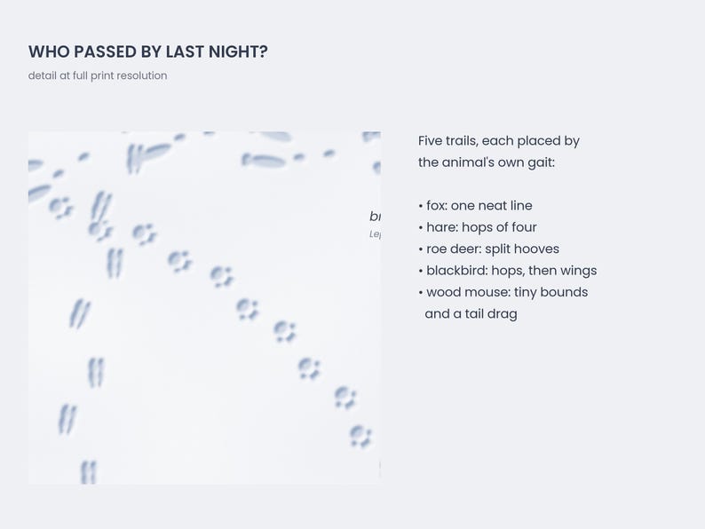 May include: A print titled WHO PASSED BY LAST NIGHT? featuring animal tracks on a white background. Text lists five trails: fox, hare, roe deer, blackbird, and wood mouse, each described by their specific gait and movement patterns.