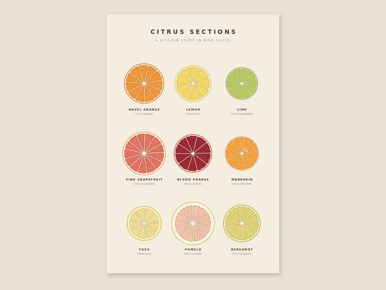 May include: A cream-colored poster titled CITRUS SECTIONS A KITCHEN STUDY IN NINE SLICES. It displays nine circular illustrations of citrus fruits: navel orange, lemon, lime, pink grapefruit, blood orange, mandarin, yuzu, pomelo, and bergamot.