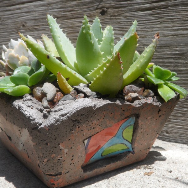 Colorful succulent garden in rustic hand created cement planter