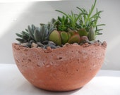 Royal Oasis in hand created planter