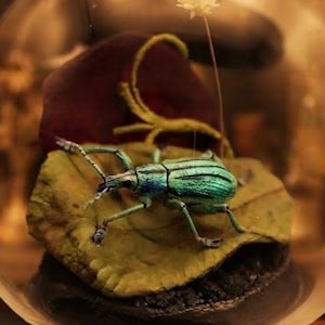 May include: A clear glass dome containing a metallic teal weevil beetle resting on a textured green leaf. A small white flower on a thin stem and a dark purple petal are positioned behind the beetle, all set upon a dark base inside the enclosure.