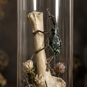 May include: A tall glass cloche with a cork base containing a white bone fragment standing upright. A green and black patterned beetle is perched on the bone. Small dried white flowers and brown soil are arranged at the base of the bone.
