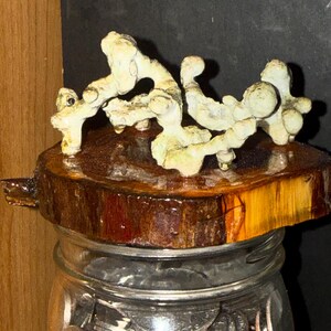 May include: A clear glass jar filled with silver coins, topped with a circular wooden lid featuring a natural bark edge. Mounted on the lid is an irregular, pale, textured sculpture resembling organic coral or bone-like formations.