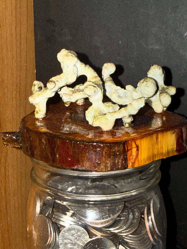 May include: A clear glass jar filled with silver coins, topped with a circular wooden lid featuring a natural bark edge. Mounted on the lid is an irregular, pale, textured sculpture resembling organic coral or bone-like formations.