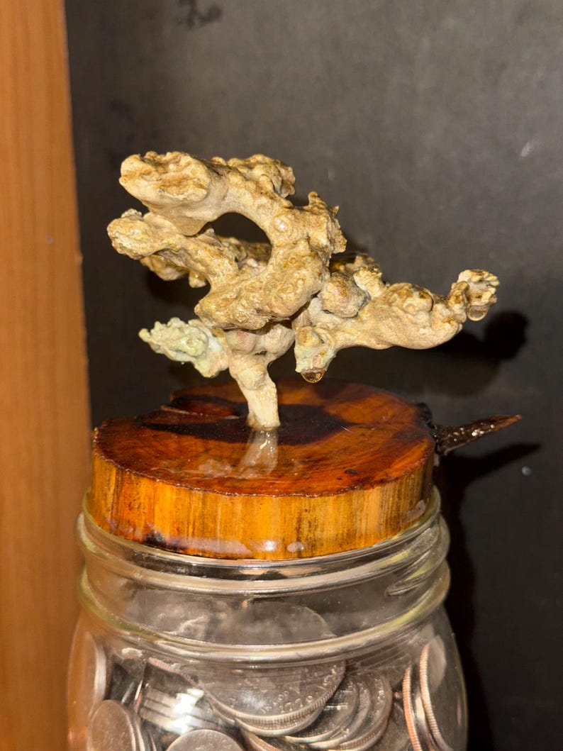 May include: A clear glass jar filled with silver coins, topped with a circular wooden lid. Attached to the center of the wood is a textured, beige, organic-shaped sculpture that resembles a small, gnarled tree or coral formation.