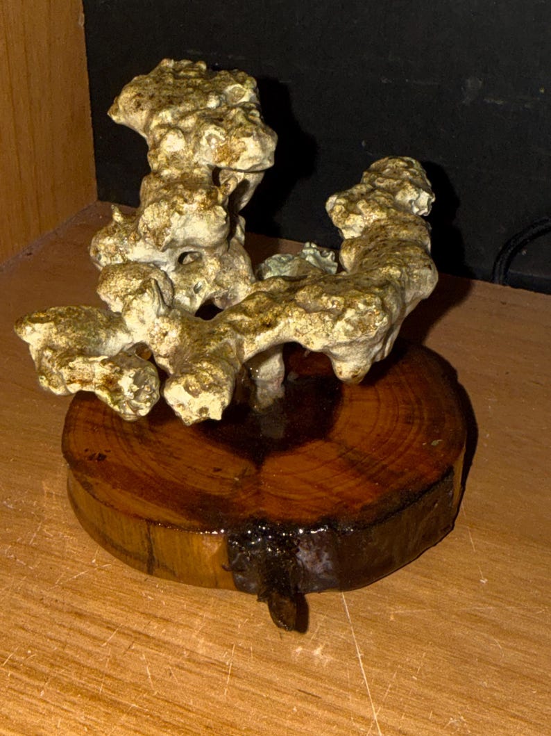 May include: A decorative sculpture featuring a textured, off-white, and tan coral-like structure mounted onto a circular, polished wooden base with visible grain patterns and a dark, glossy finish around the central attachment point.