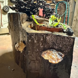 May include: A dark, glossy, carved wooden log planter featuring a recessed top section holding a small potted Venus flytrap. The exterior of the log is finished with a shiny, wet-look coating and decorated with two attached, flat, brown, shelf-like fungi.