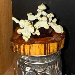 May include: A clear glass jar filled with silver-colored coins, topped with a circular wooden lid. The lid features a textured, pale green, branching coral-like sculpture attached to its dark brown, polished wooden surface.