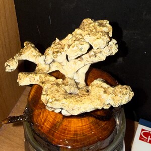 Anthill casting image 3