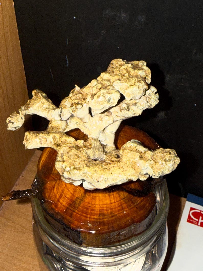 Anthill casting image 3