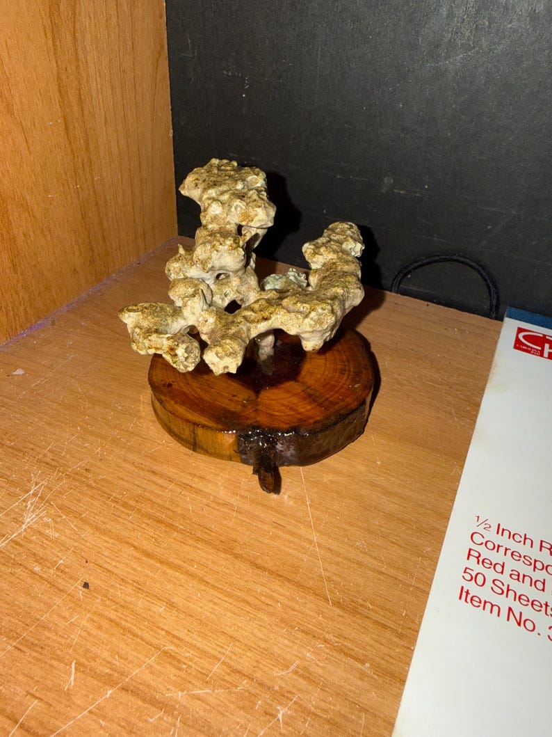 May include: A decorative sculpture featuring a textured, beige, coral-like formation mounted on a circular, polished wooden base with visible grain. The object is positioned next to a white paper document with red text that mentions 1/2 Inch.
