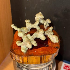May include: A clear glass jar filled with metallic coins, topped with a polished circular wood slice lid. Resting on the wood is a textured, light green, branching mineral formation with multiple rounded nodes and irregular, organic protrusions.