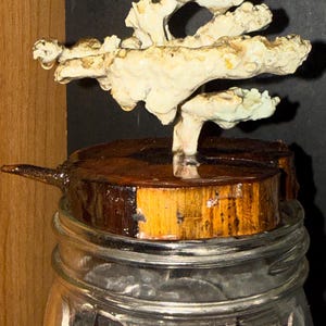May include: A clear glass jar filled with silver coins, topped with a circular wooden lid featuring a dark brown bark edge. Mounted on the center of the lid is an off-white, textured, branching coral-like sculpture with a glossy, resin-coated finish.