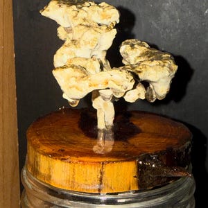 Anthill casting image 2
