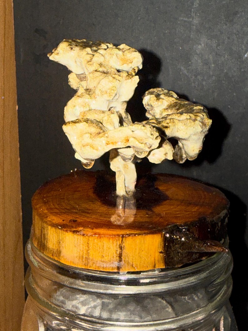 Anthill casting image 2