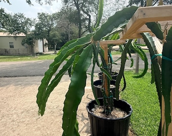 Dragon fruit self pollinating